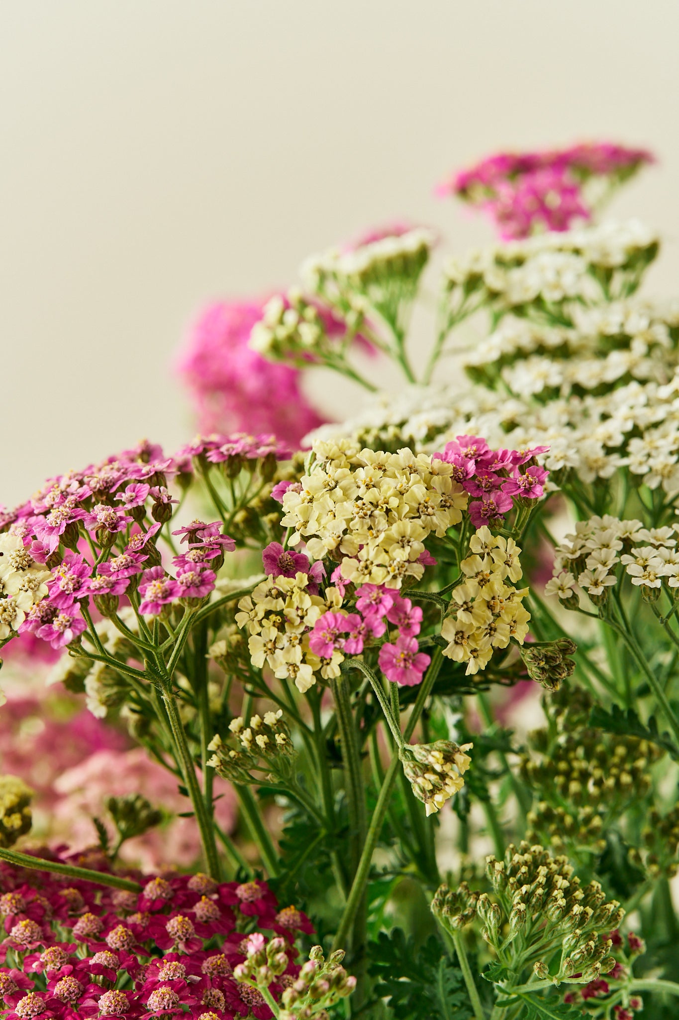 Røllike ‘Colorado mix’