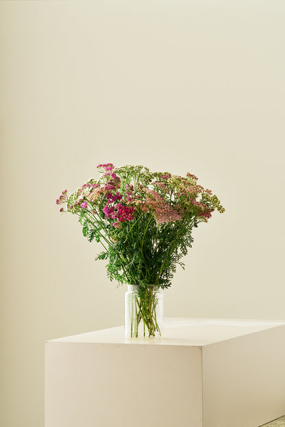 Røllike ‘Colorado mix’