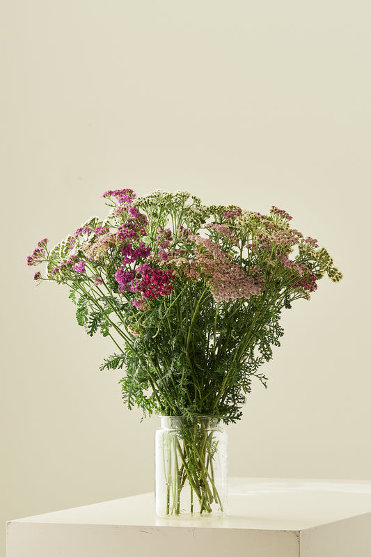 Røllike ‘Colorado mix’