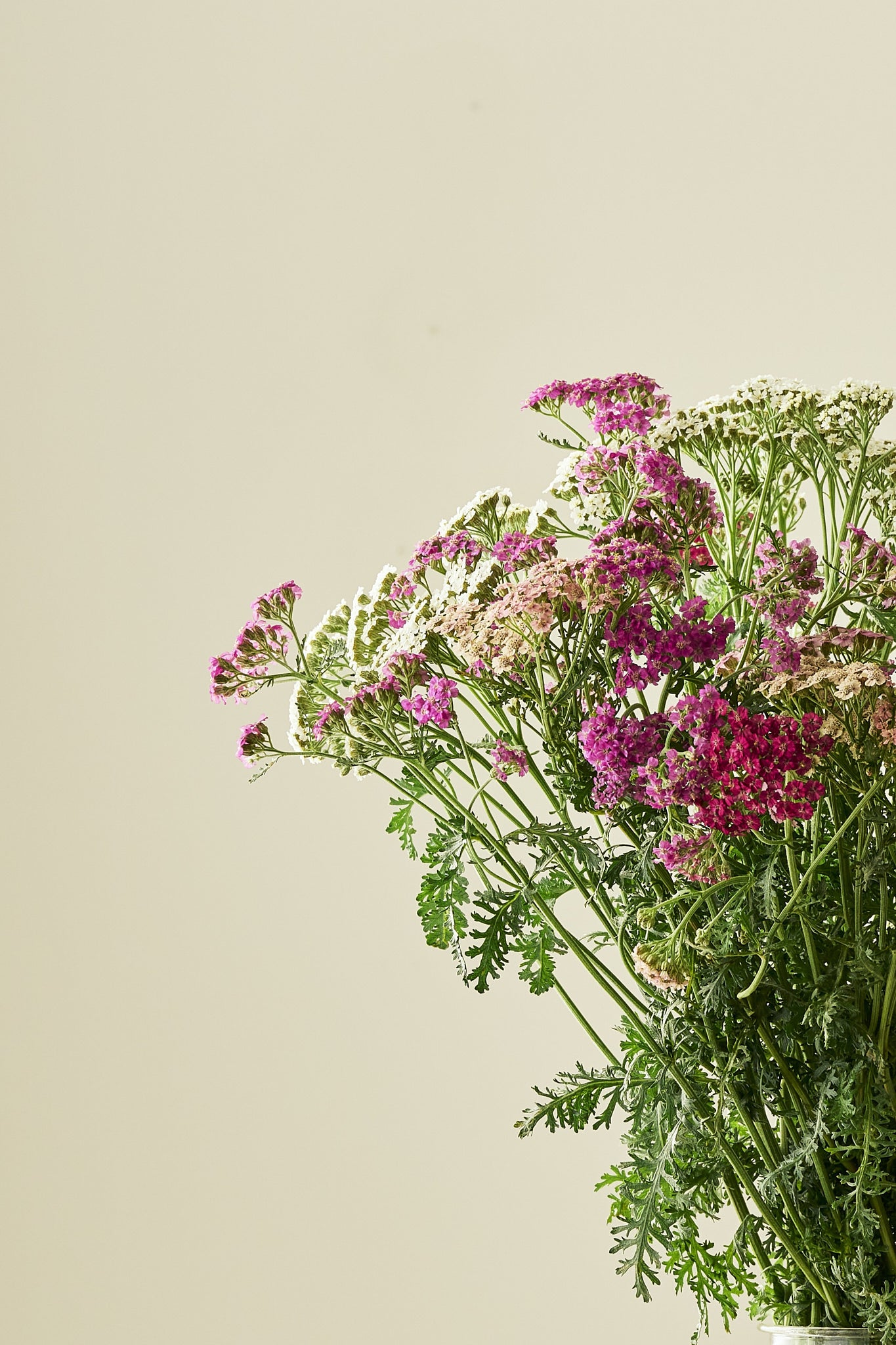 Røllike ‘Colorado mix’