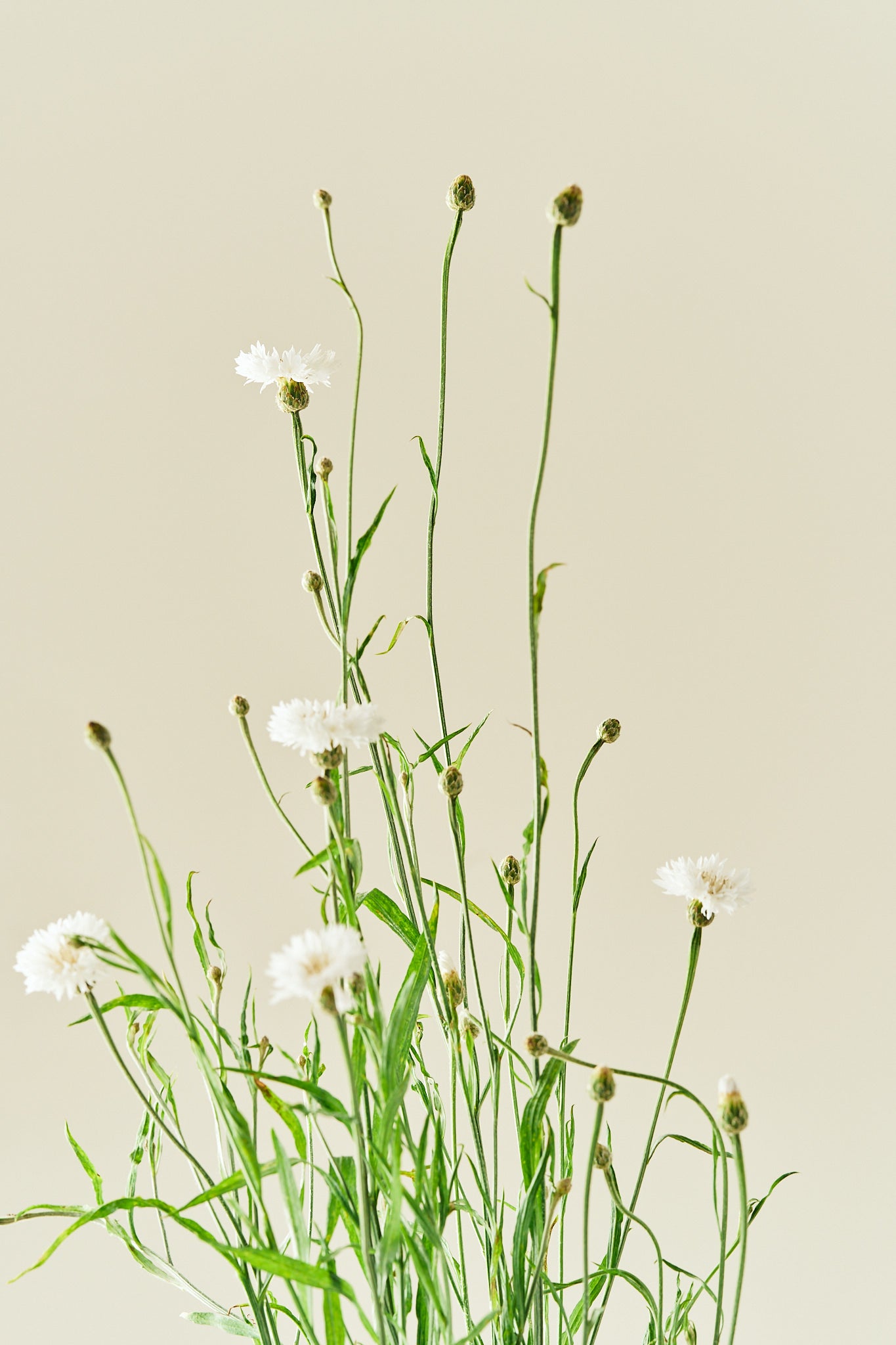 Kornblomst 'White Ball'