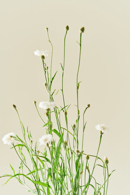 Kornblomst 'White Ball'