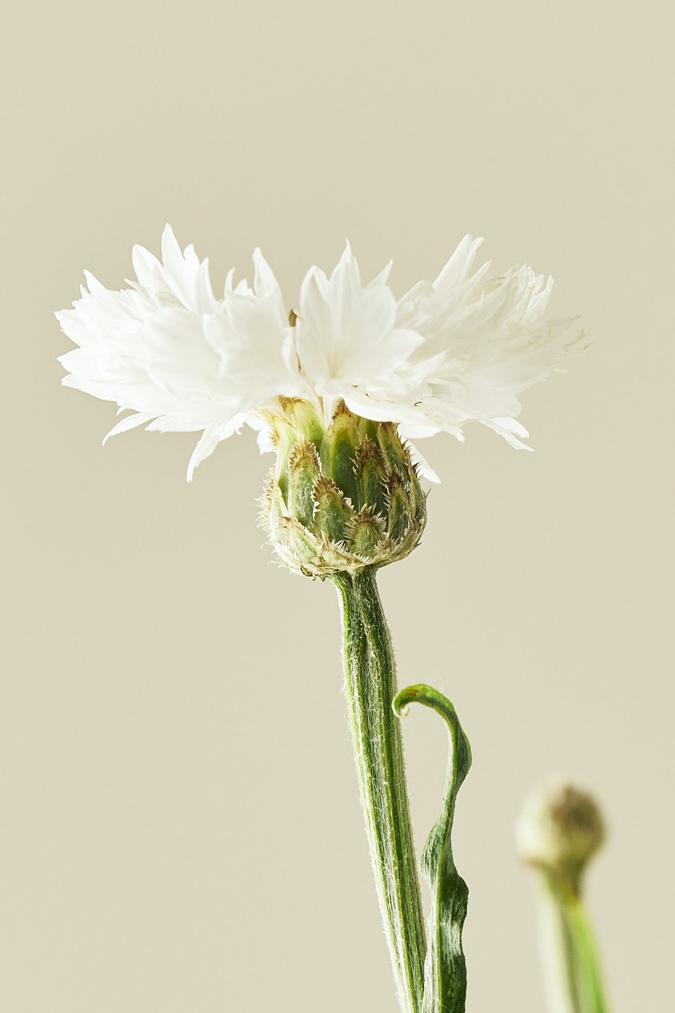 Kornblomst 'White Ball'