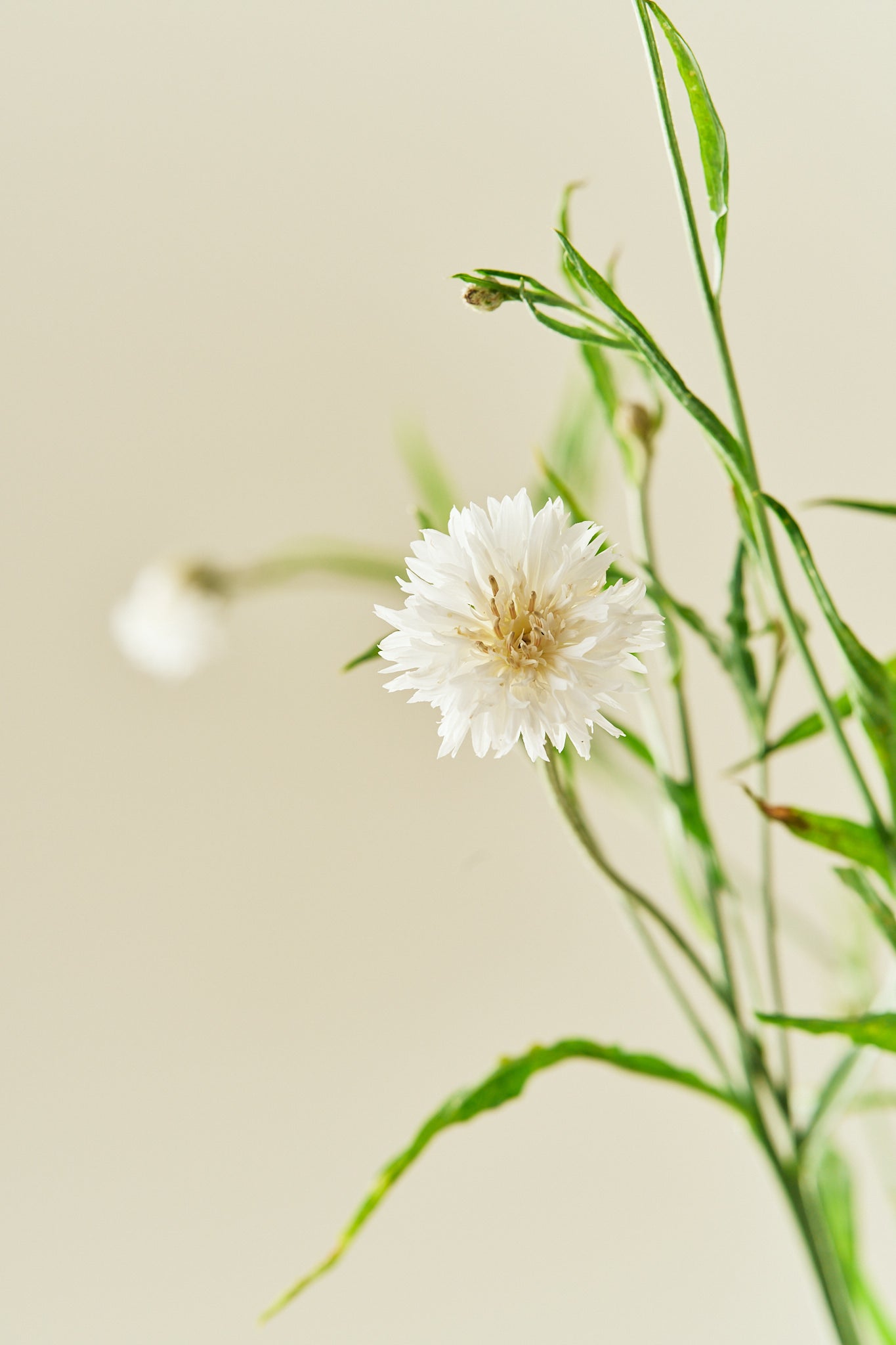 Kornblomst 'White Ball'