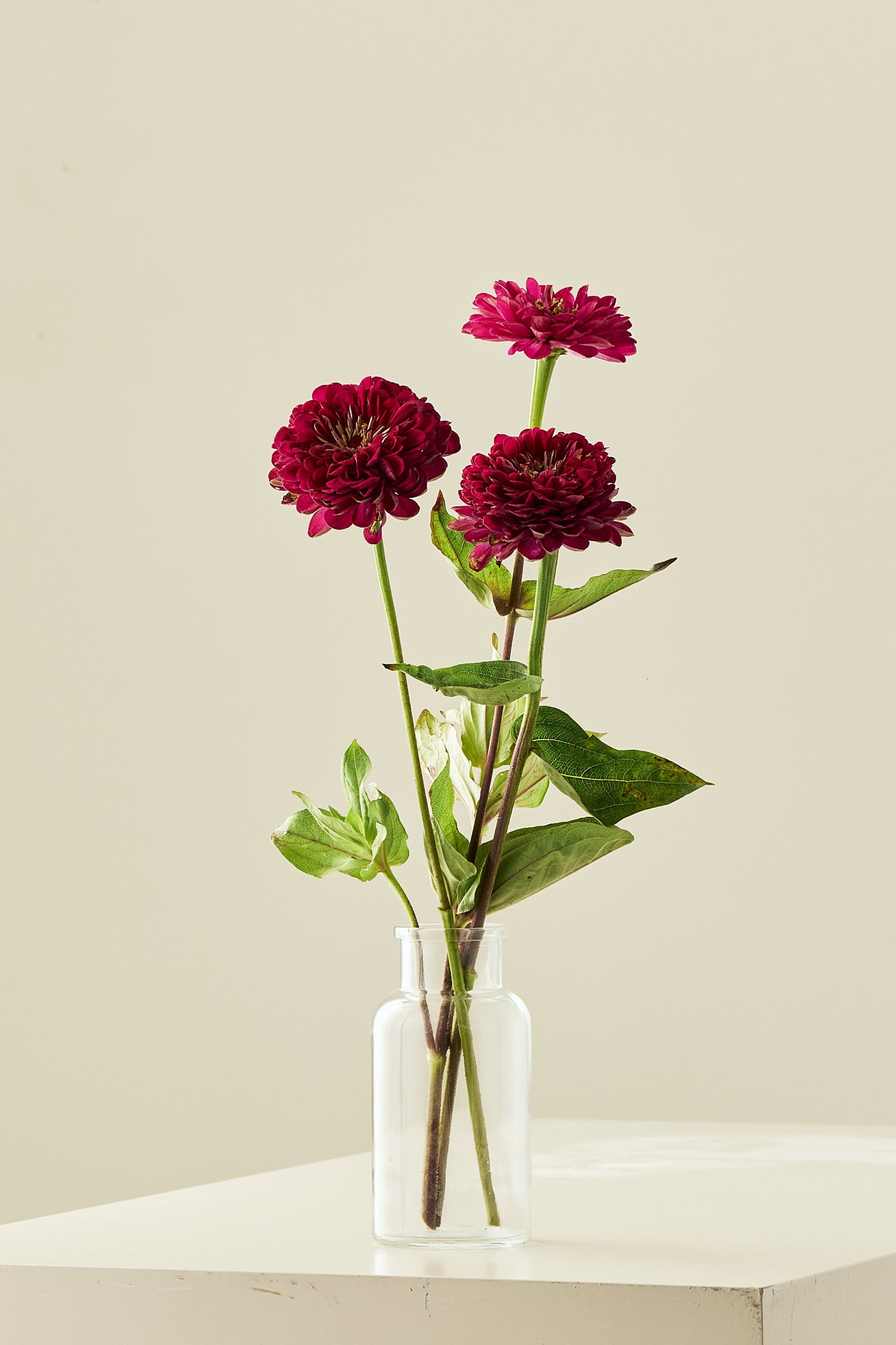 Frøkenhat 'Benary’s Giant Wine'