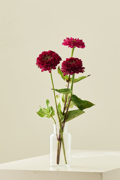 Frøkenhat 'Benary’s Giant Wine'