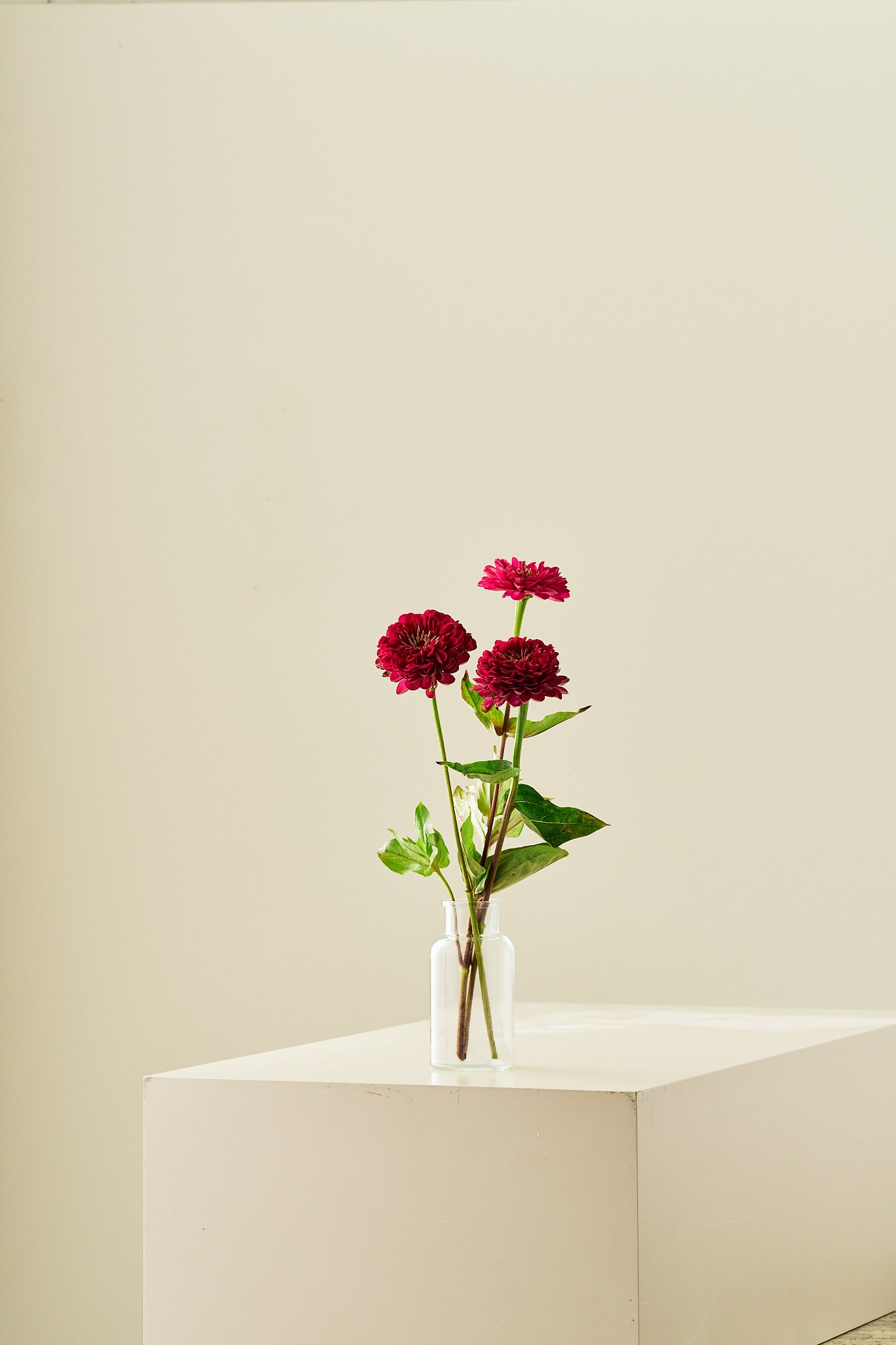 Frøkenhat 'Benary’s Giant Wine'