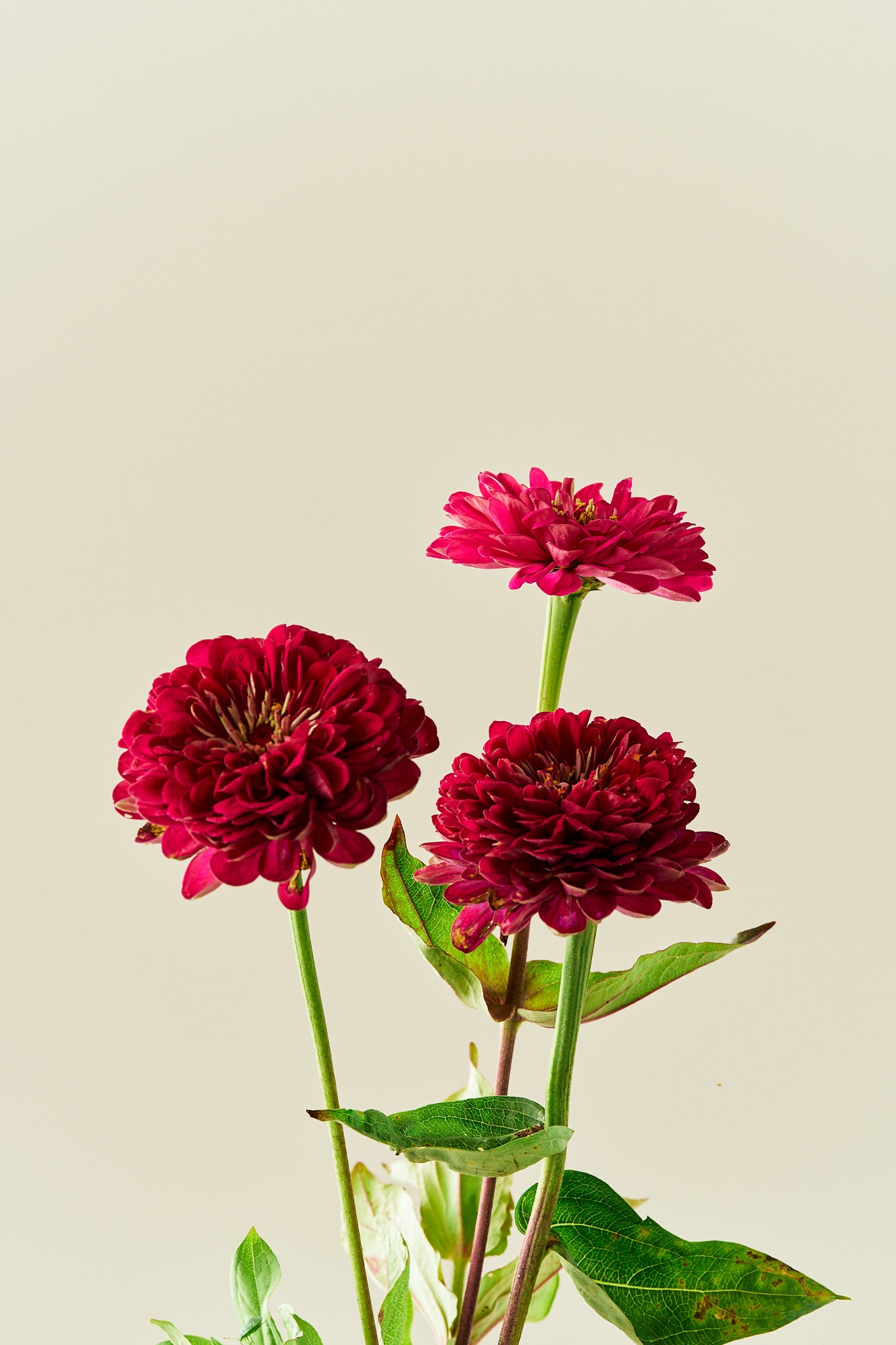 Frøkenhat 'Benary’s Giant Wine'