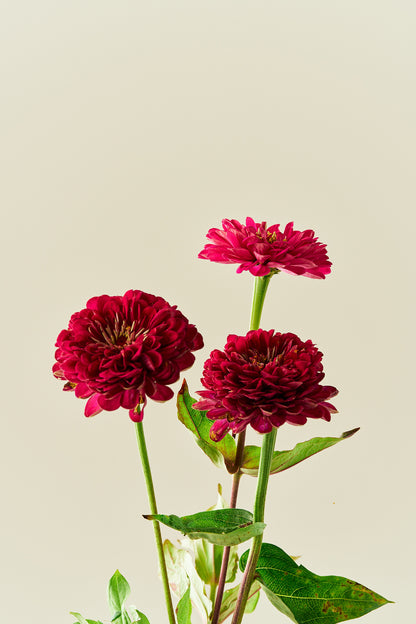 Frøkenhat 'Benary’s Giant Wine'