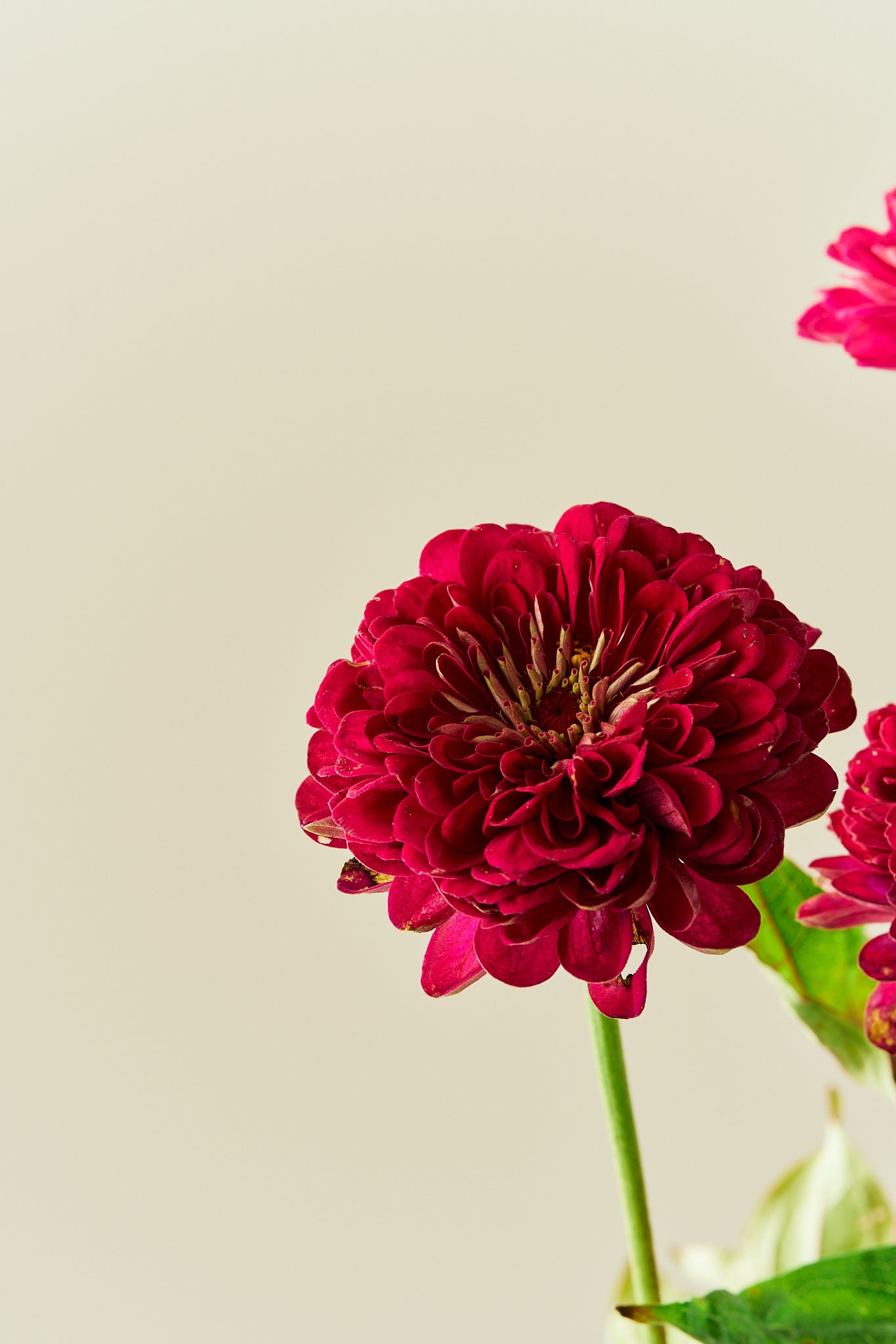 Frøkenhat 'Benary’s Giant Wine'