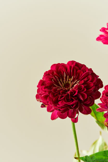 Frøkenhat 'Benary’s Giant Wine'