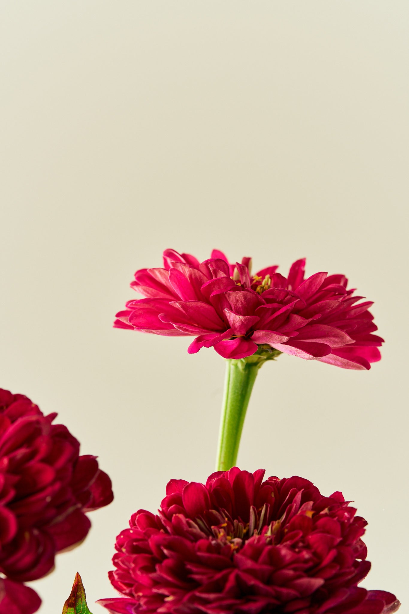 Frøkenhat 'Benary’s Giant Wine'