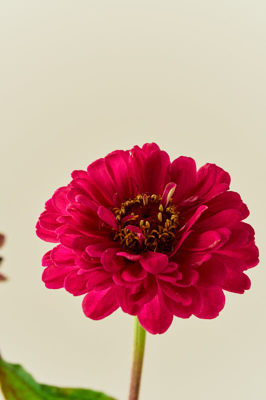 Frøkenhat 'Benary’s Giant Wine'