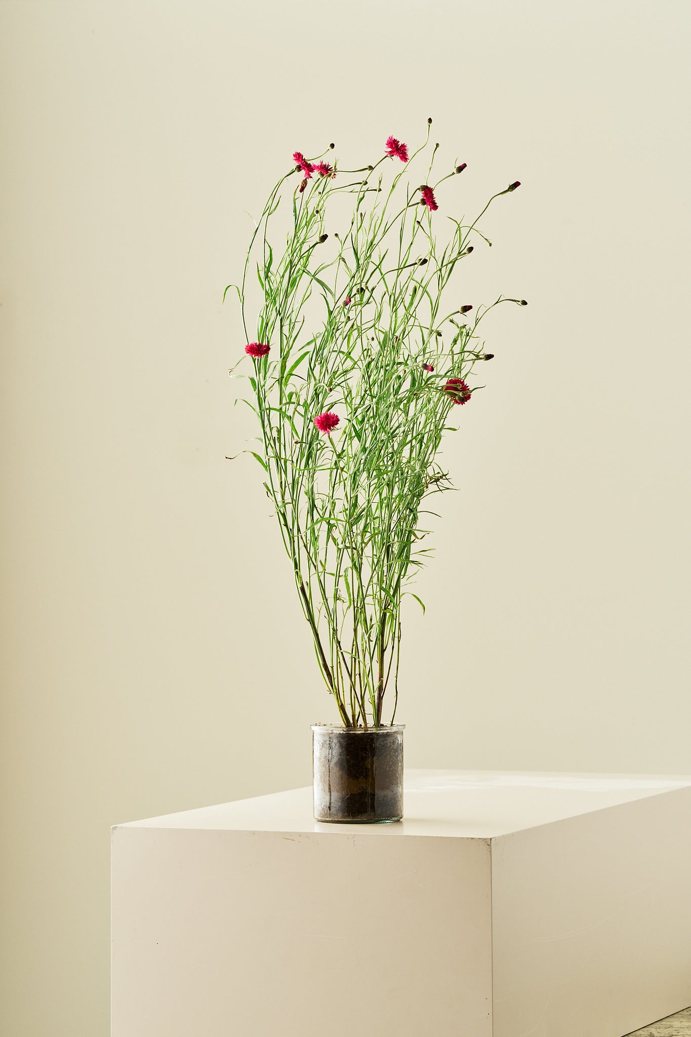 Kornblomst 'Red Ball'