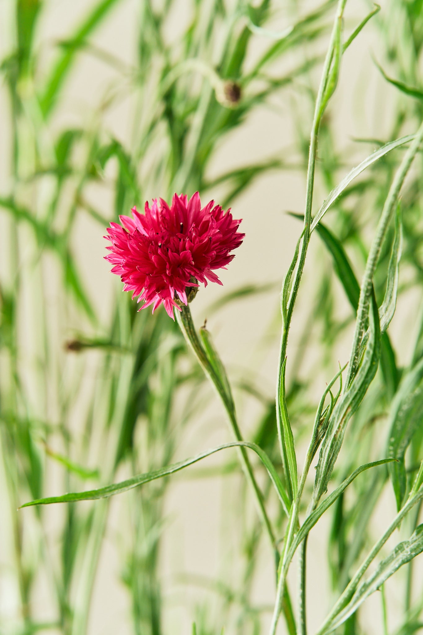 Kornblomst 'Red Ball'