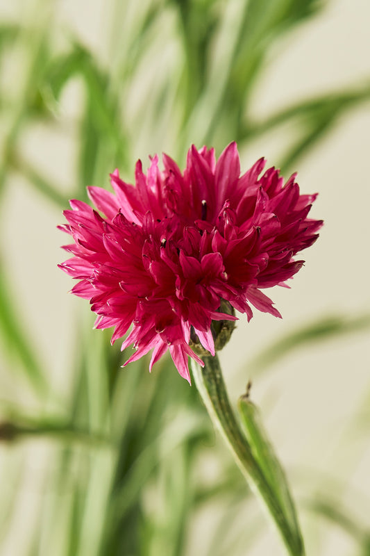Kornblomst 'Red Ball'