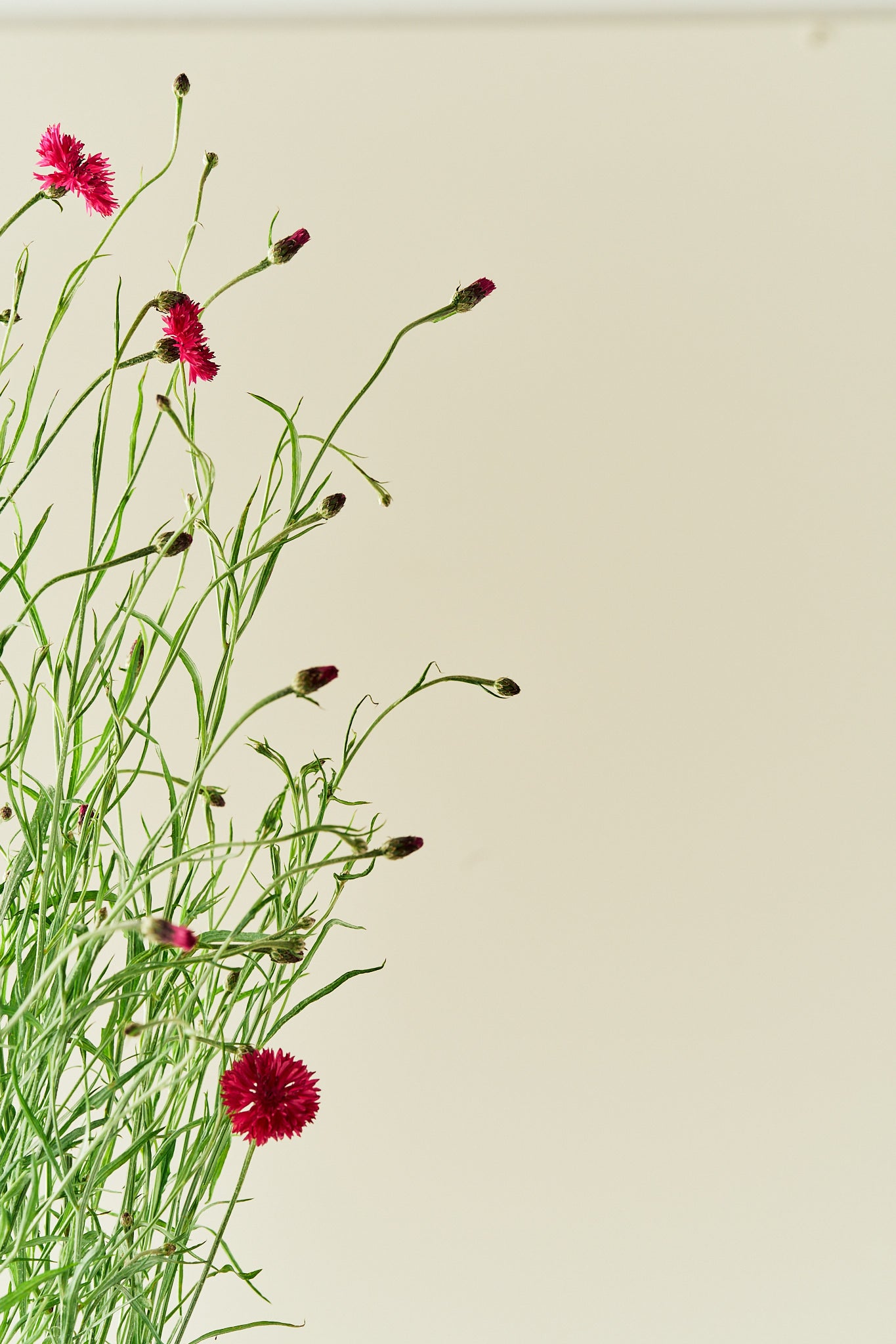 Kornblomst 'Red Ball'