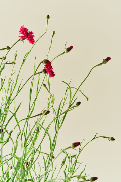 Kornblomst 'Red Ball'