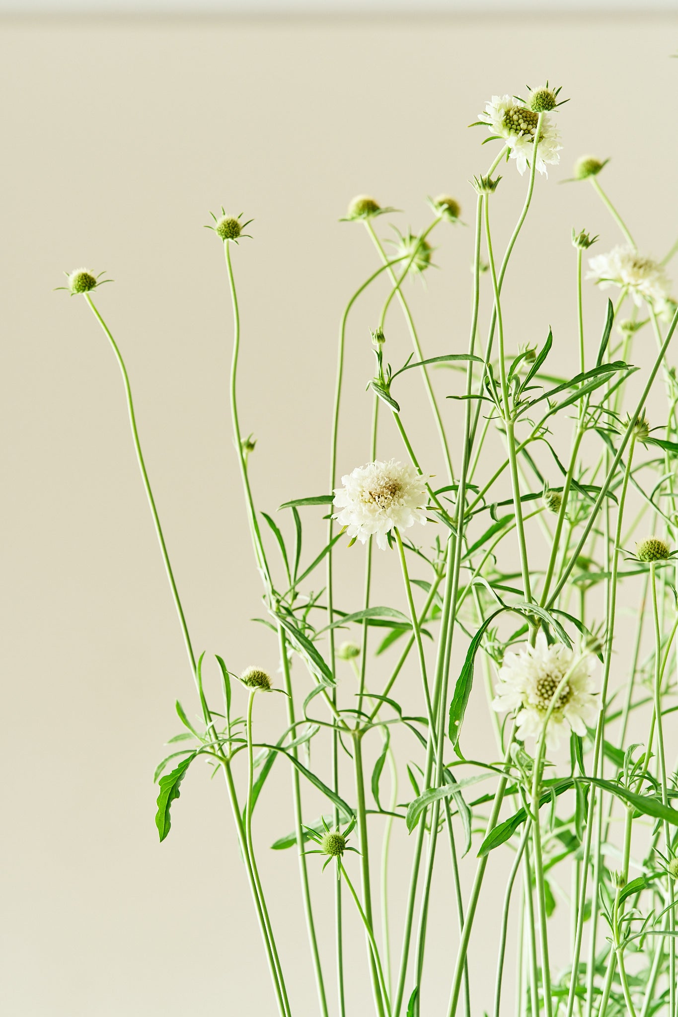 Skabiose ‘Snowmaiden’