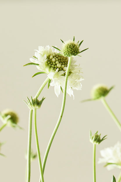 Skabiose ‘Snowmaiden’