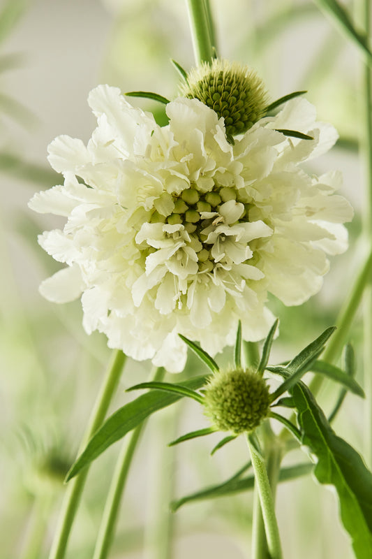 Skabiose ‘Snowmaiden’