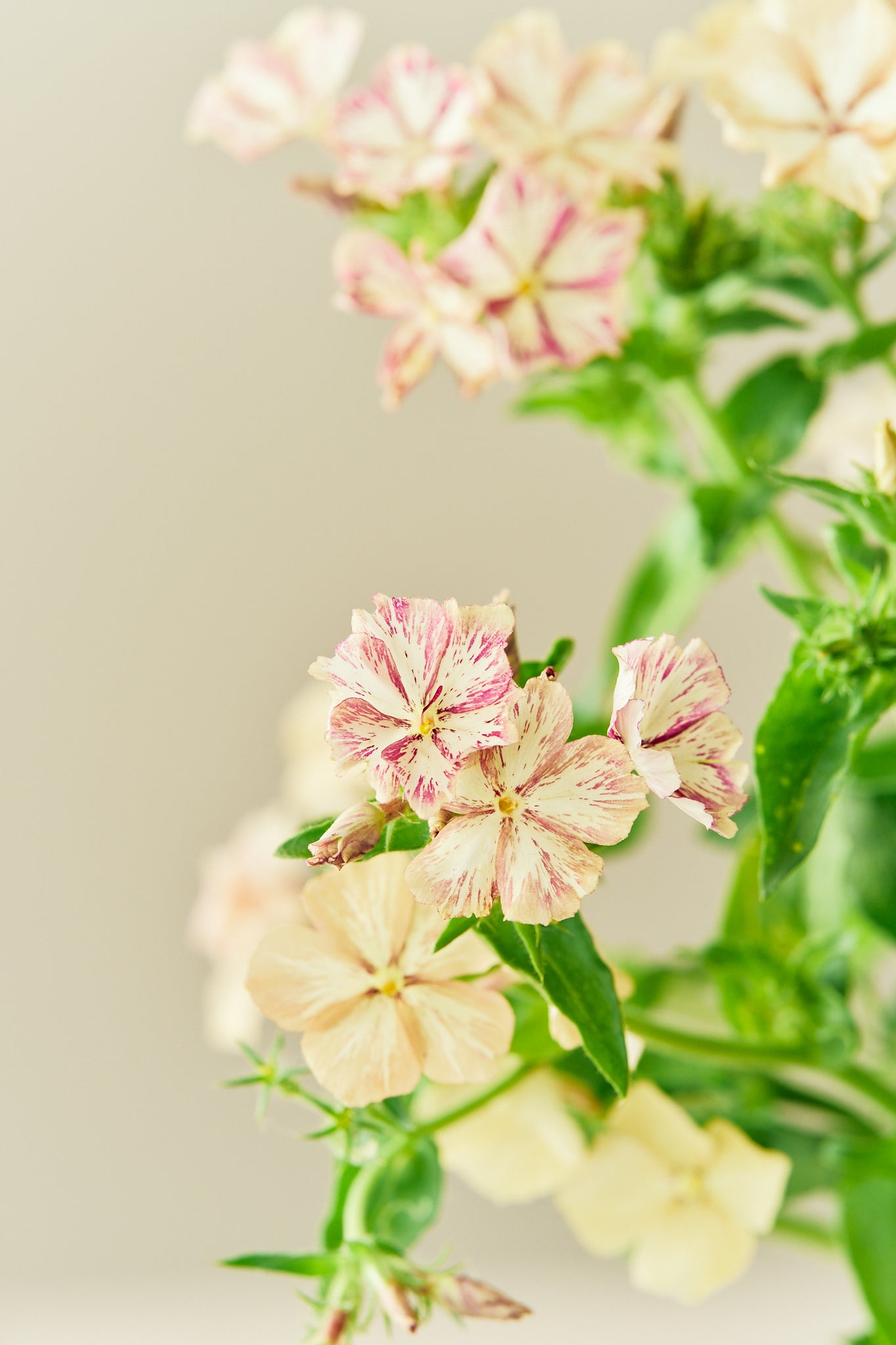 Sommerfloks ‘Creme Brulee’