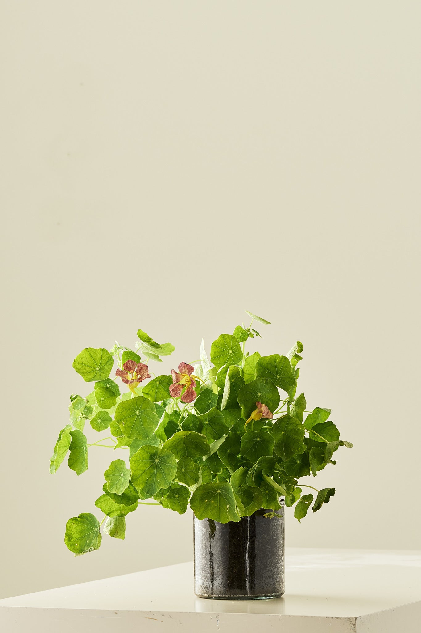 Blomsterkarse ‘Purple Emperor’