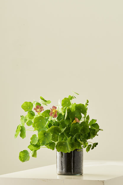 Blomsterkarse ‘Purple Emperor’