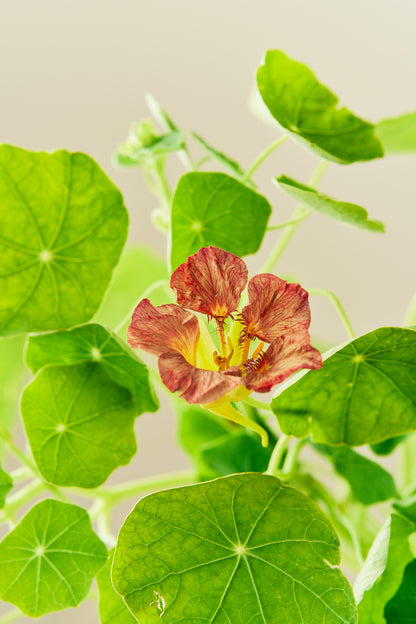 Blomsterkarse ‘Purple Emperor’