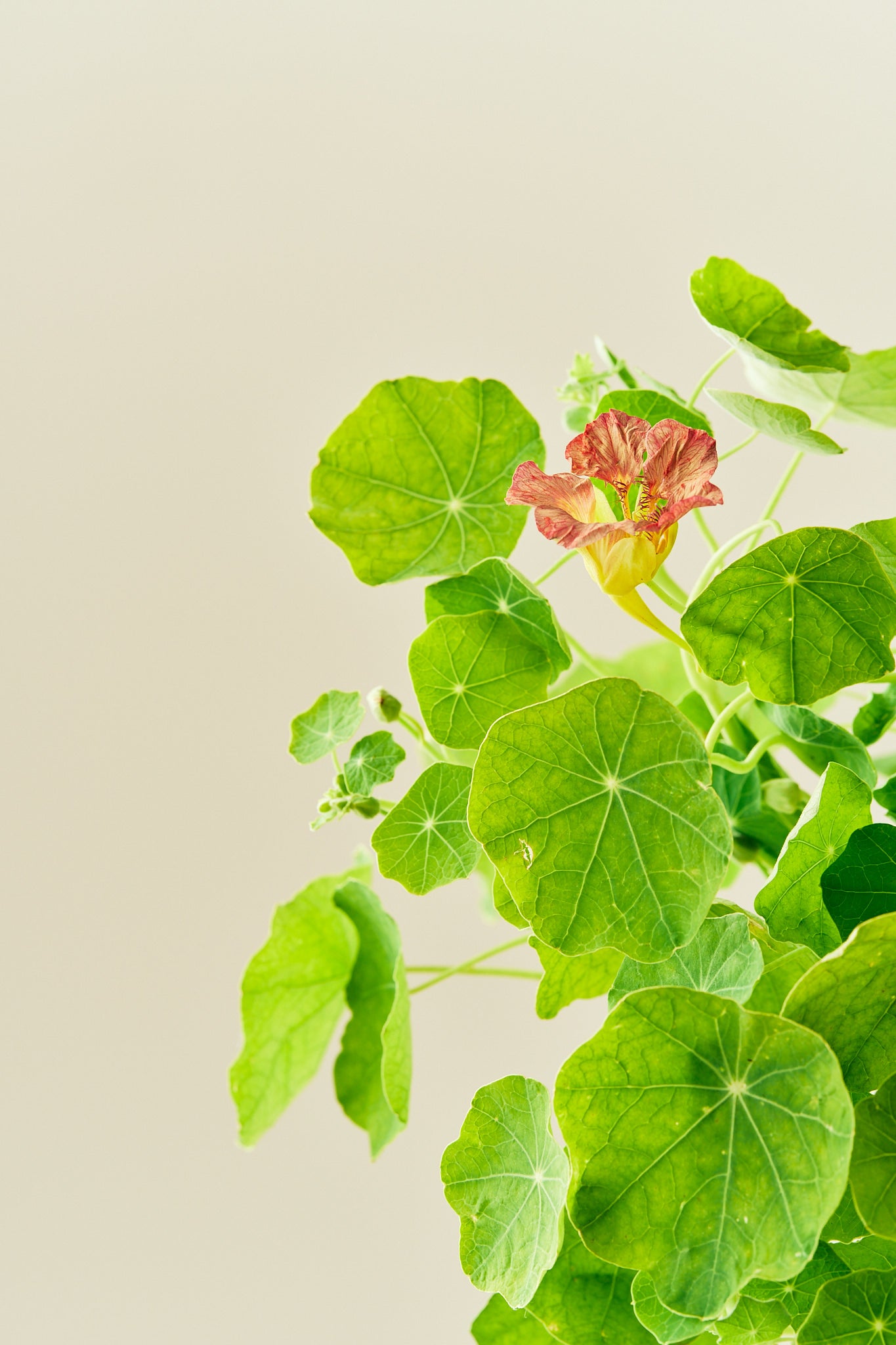 Blomsterkarse ‘Purple Emperor’