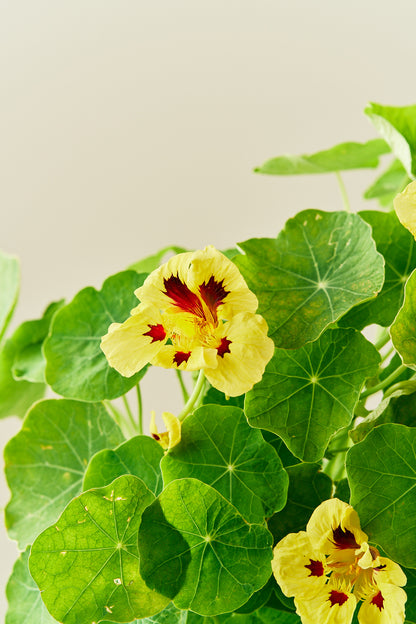 Blomsterkarse ‘Bloody Mary’