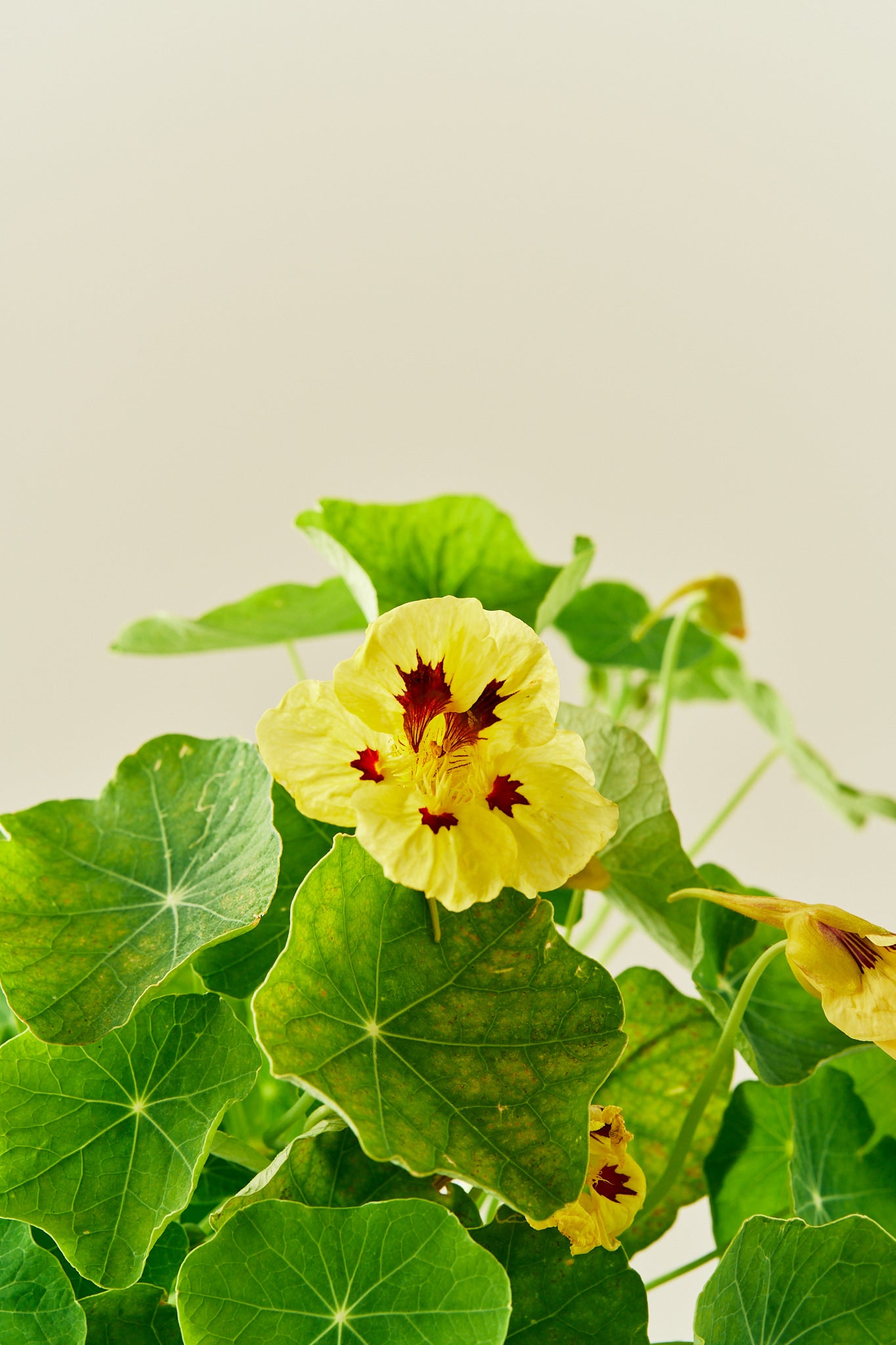 Blomsterkarse ‘Bloody Mary’