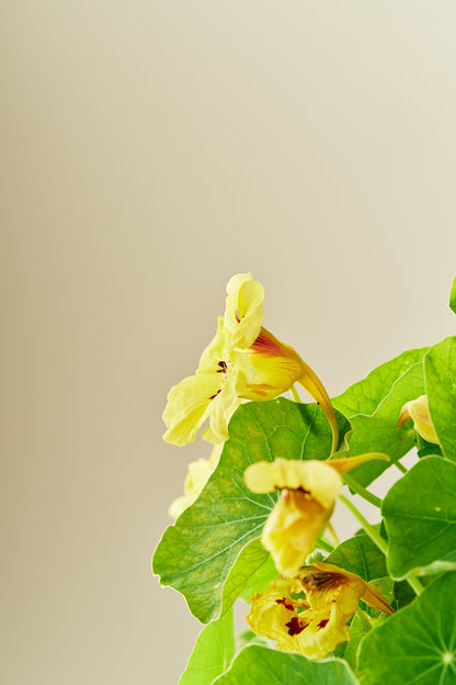 Blomsterkarse ‘Bloody Mary’