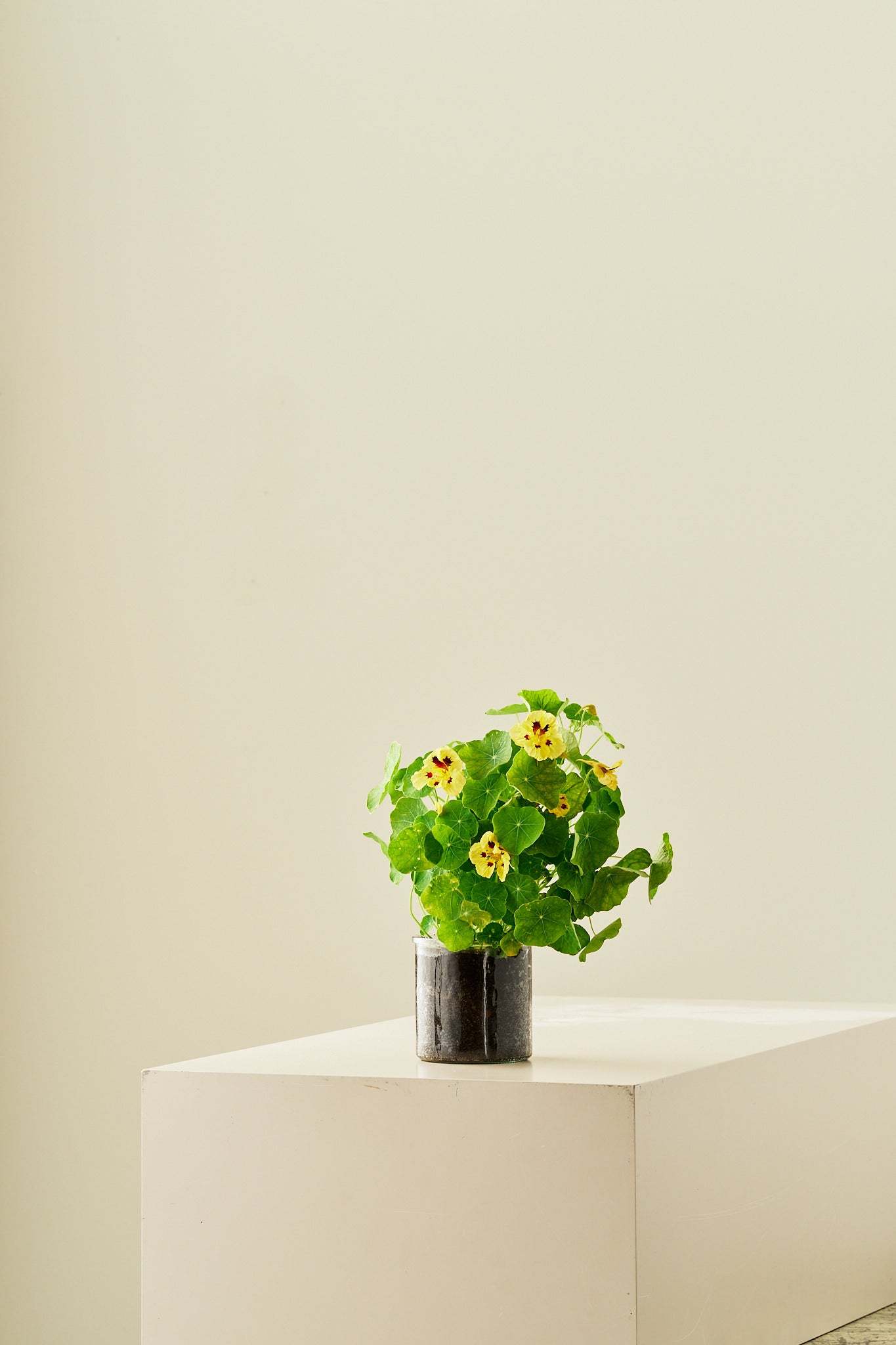 Blomsterkarse ‘Bloody Mary’