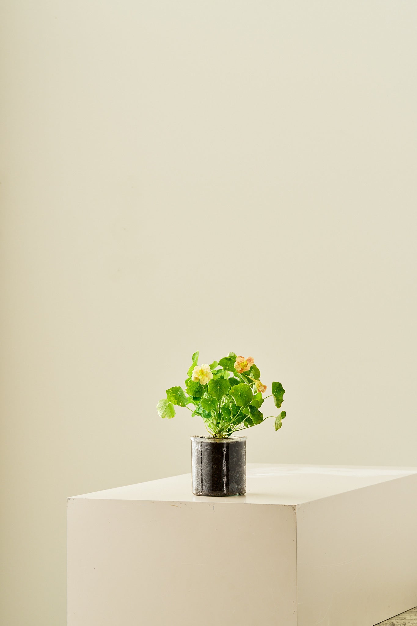 Blomsterkarse ‘Pink Blush’