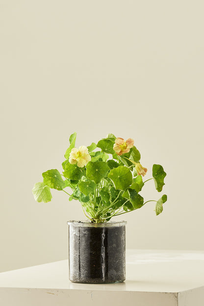 Blomsterkarse ‘Pink Blush’