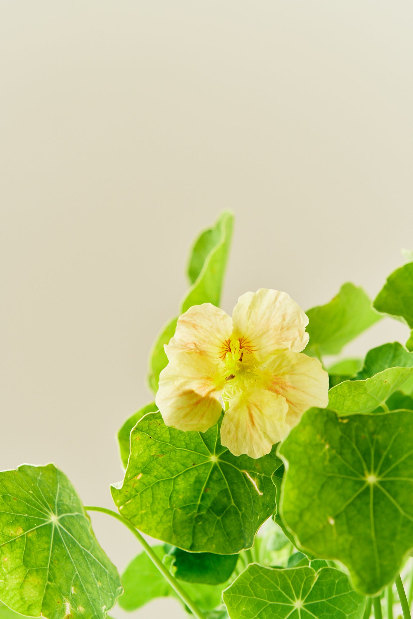 Blomsterkarse ‘Pink Blush’