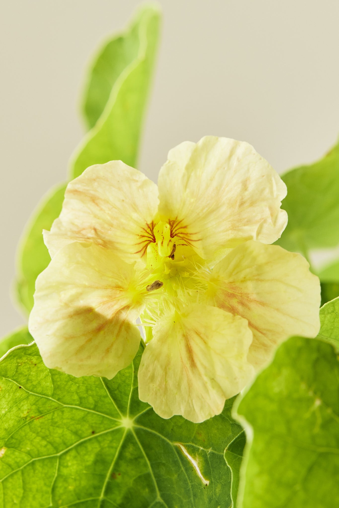 Blomsterkarse ‘Pink Blush’