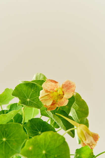 Blomsterkarse ‘Pink Blush’