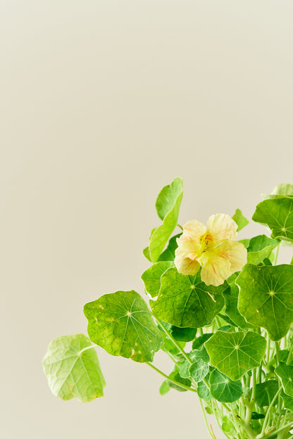 Blomsterkarse ‘Pink Blush’