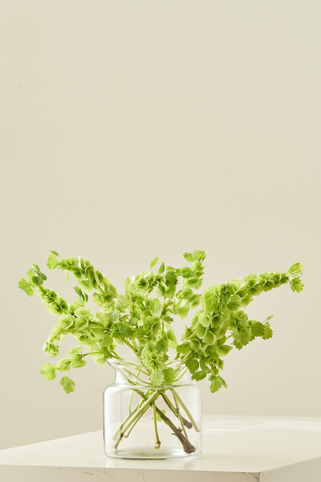 Tragtbæger / Irlandsklokke