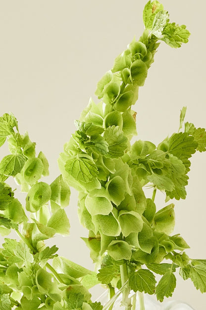 Tragtbæger / Irlandsklokke