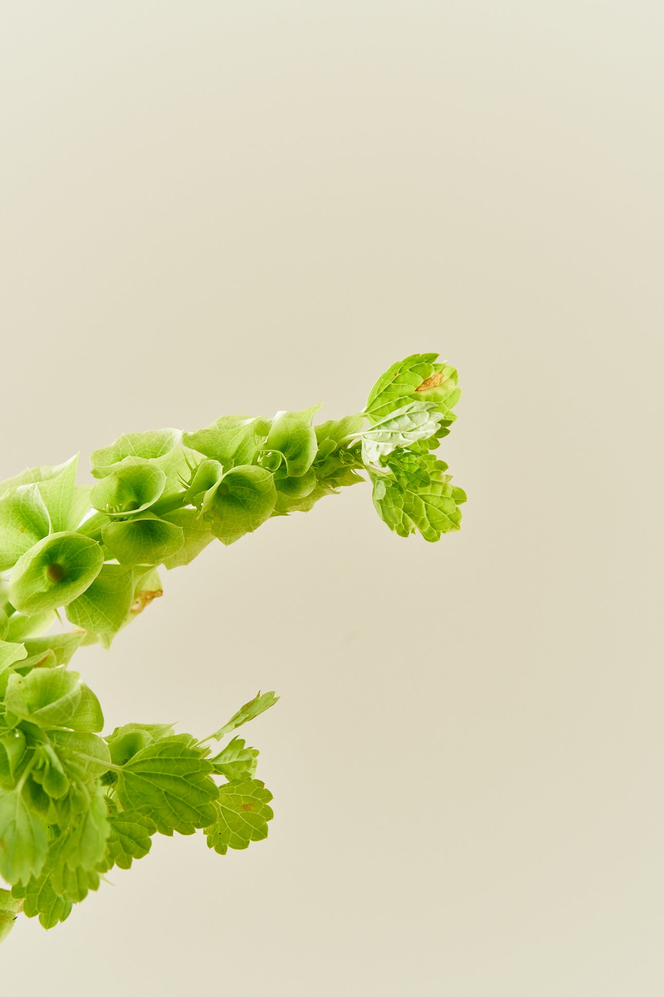 Tragtbæger / Irlandsklokke