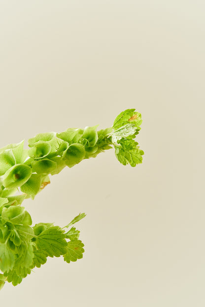 Tragtbæger / Irlandsklokke