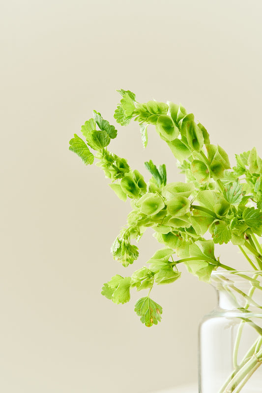 Tragtbæger / Irlandsklokke