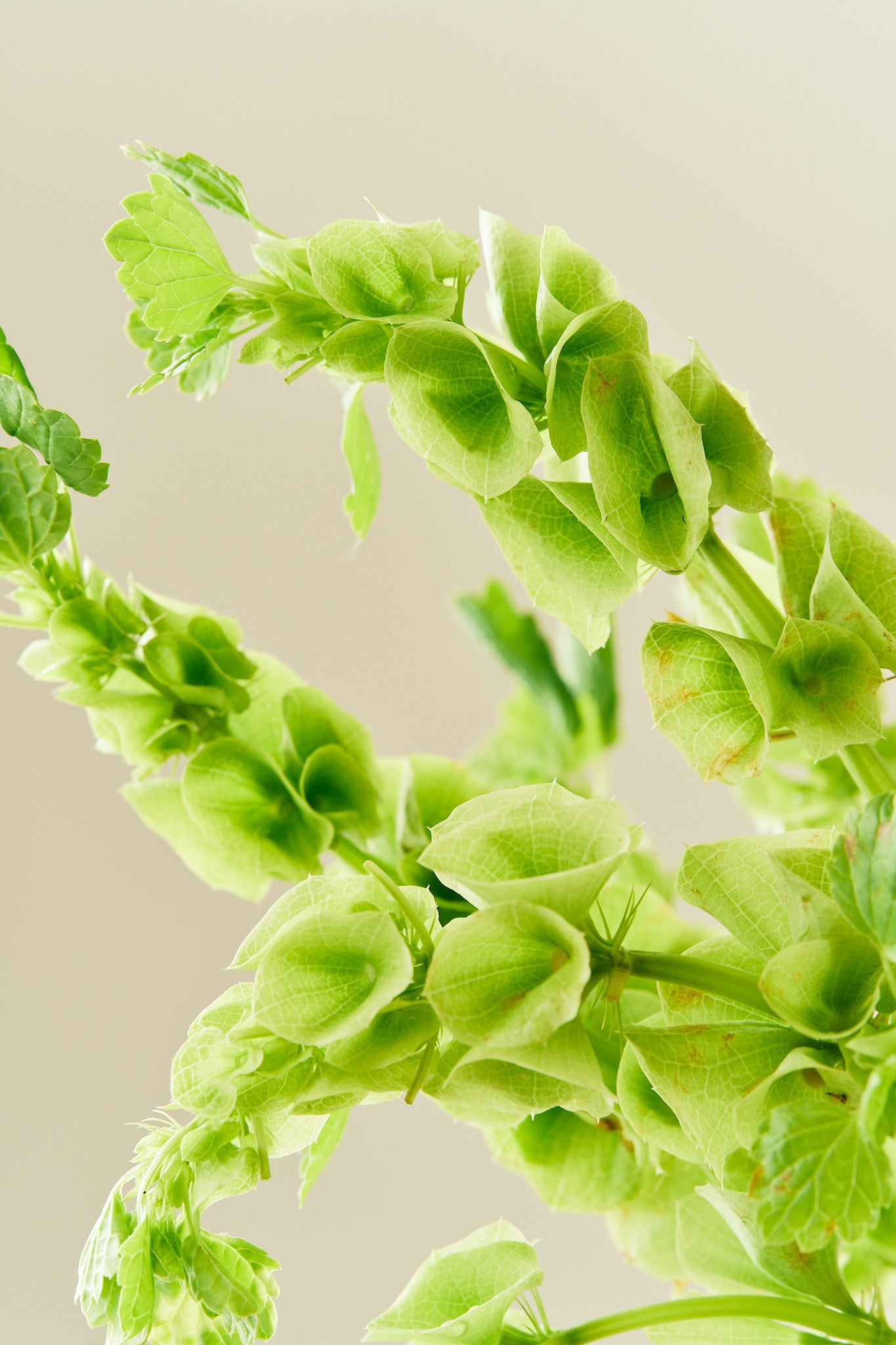 Tragtbæger / Irlandsklokke