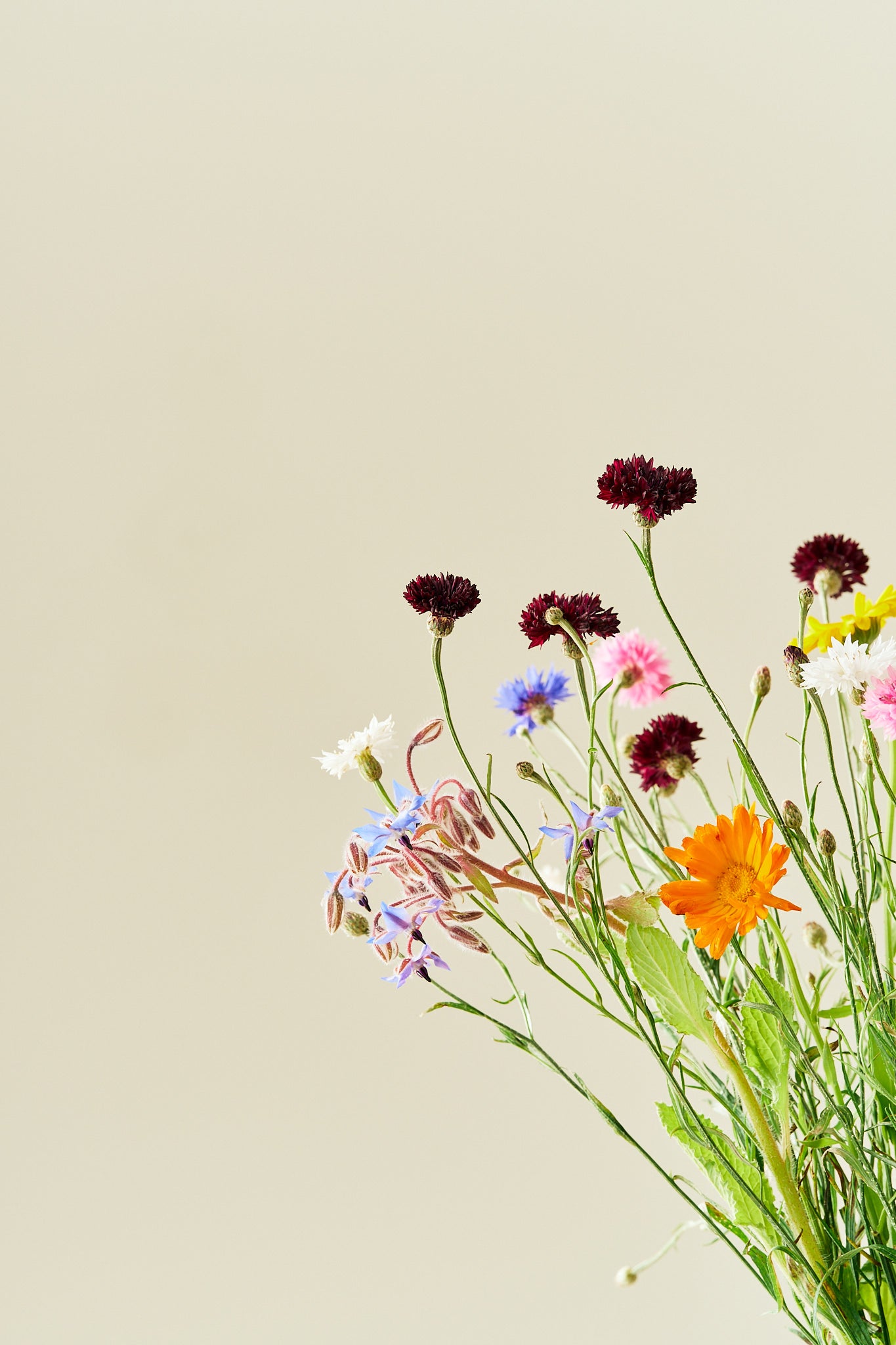 Wildflower Spiselige blomster