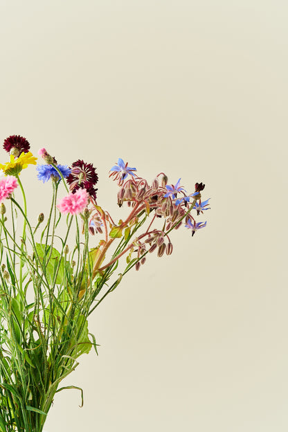 Wildflower Spiselige blomster