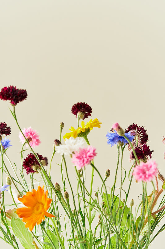 Wildflower Spiselige blomster