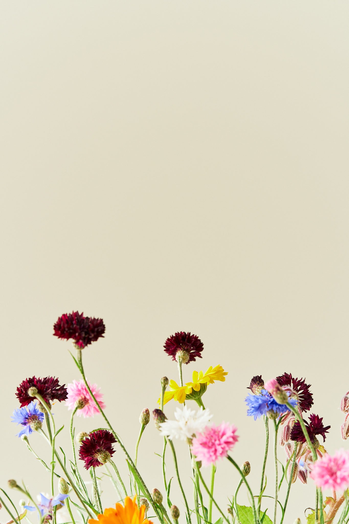 Wildflower Spiselige blomster